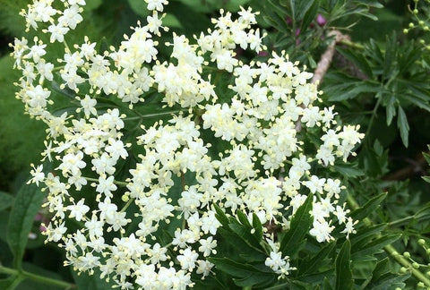 2024 Catalyst Fruit Wines Apple, Elderflower and Vanilla Fortified Wine