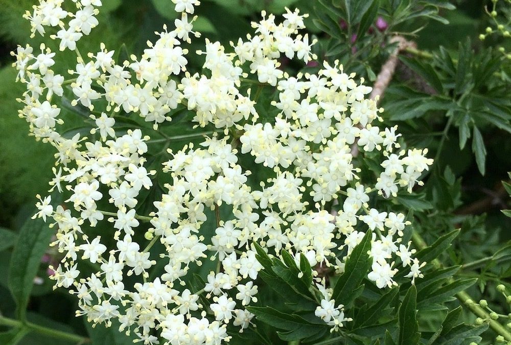 2024 Catalyst Fruit Wines Apple, Elderflower and Vanilla Fortified Wine